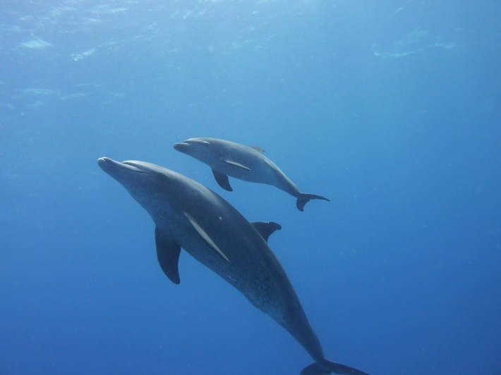 Muttertag - Auch Delfinmütter leisten Großartiges