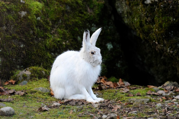 Tierischer Verwandlungskünstler: Der Alpenschneehase ist das Tier des Jahres 2025