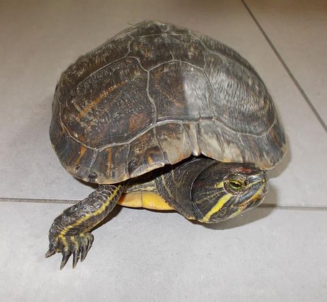 POL-PDNW: (Neustadt) Erneut Schildkröte in Gewahrsam genommen