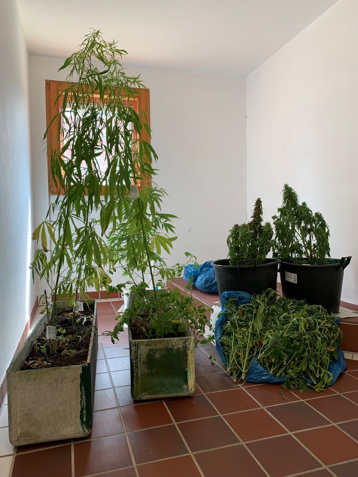 POL-WHV: Entdeckung weiterer Cannabispflanzen auf Wangerooge (FOTO) - aus der offenbar sensibilisierten Bevölkerung gehen weitere Hinweise bei der Polizei ein