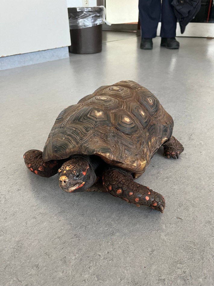 POL-MK: Alte Schildkröte im Pappkarton auf Parkplatz ausgesetzt