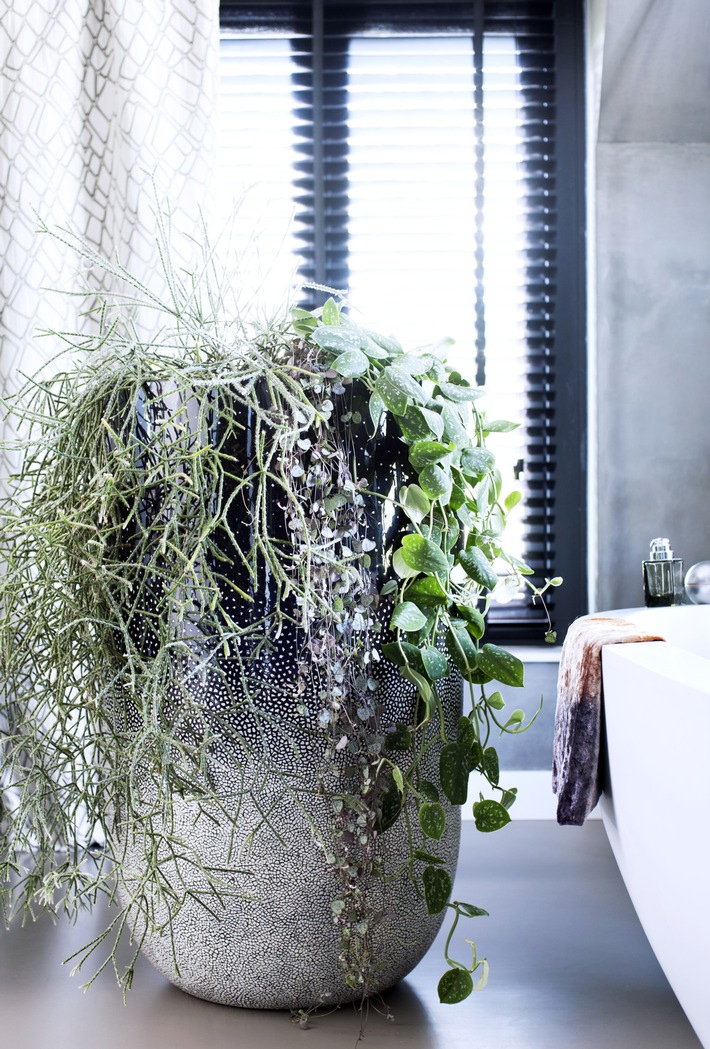Hängende Zimmerpflanzen sind Zimmerpflanzen des Monats September / Neue Perspektiven mit hängenden Pflanzen