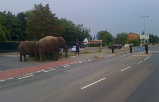 POL-H: Polizei stoppt ausgebüxte Elefanten
