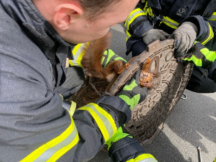 FW-DO: Eichhörnchen aus misslicher Lage befreit