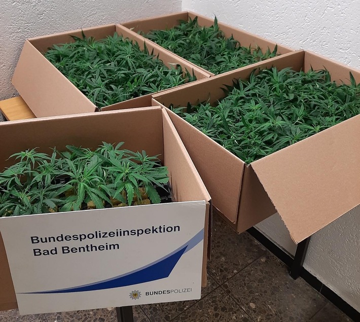 BPOL-BadBentheim: 77-Jähriger hatte 250 Cannabispflanzen im Auto