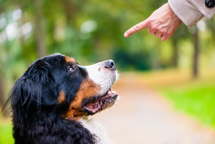 Bellen, Beißen, Blechschaden: Was Hundebesitzer über rechtliche Risiken wissen sollten
