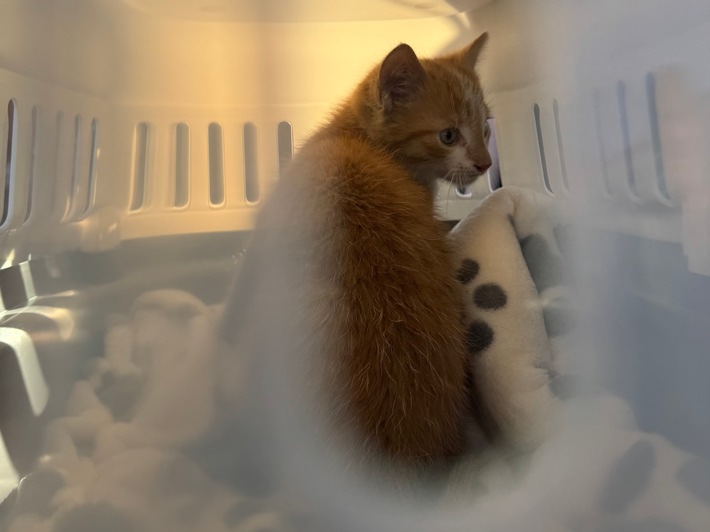FW-AUR: Katze aus Motorraum befreit