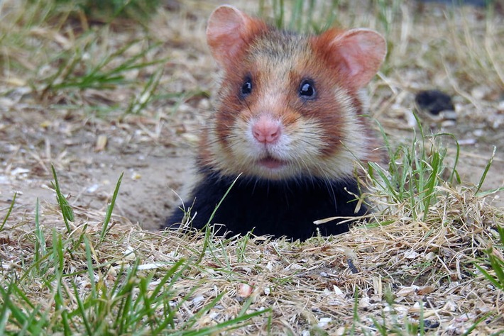 Ökologische Station Hildesheim: Leiterin für Hamsterschutzprojekt beginnt ihre Arbeit