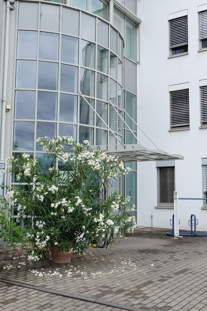 POL-RBK: Bergisch Gladbach - 250 cm hoher weißer Oleander liegt auf der Fahrbahn - Besitzer gesucht!