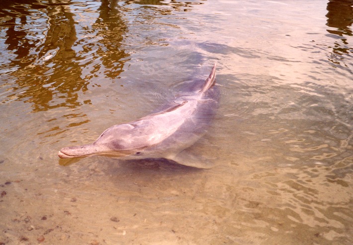 Letzte Chance für die letzten rosa Delfine vor Taiwan