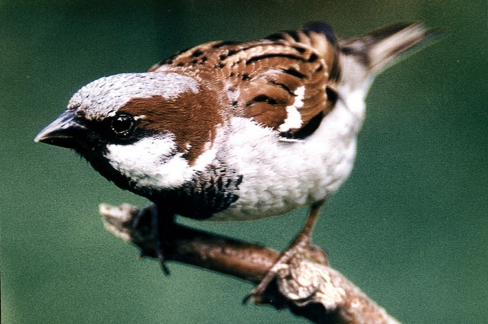 NABU kürt Haussperling zum "Vogel des Jahres 2002"