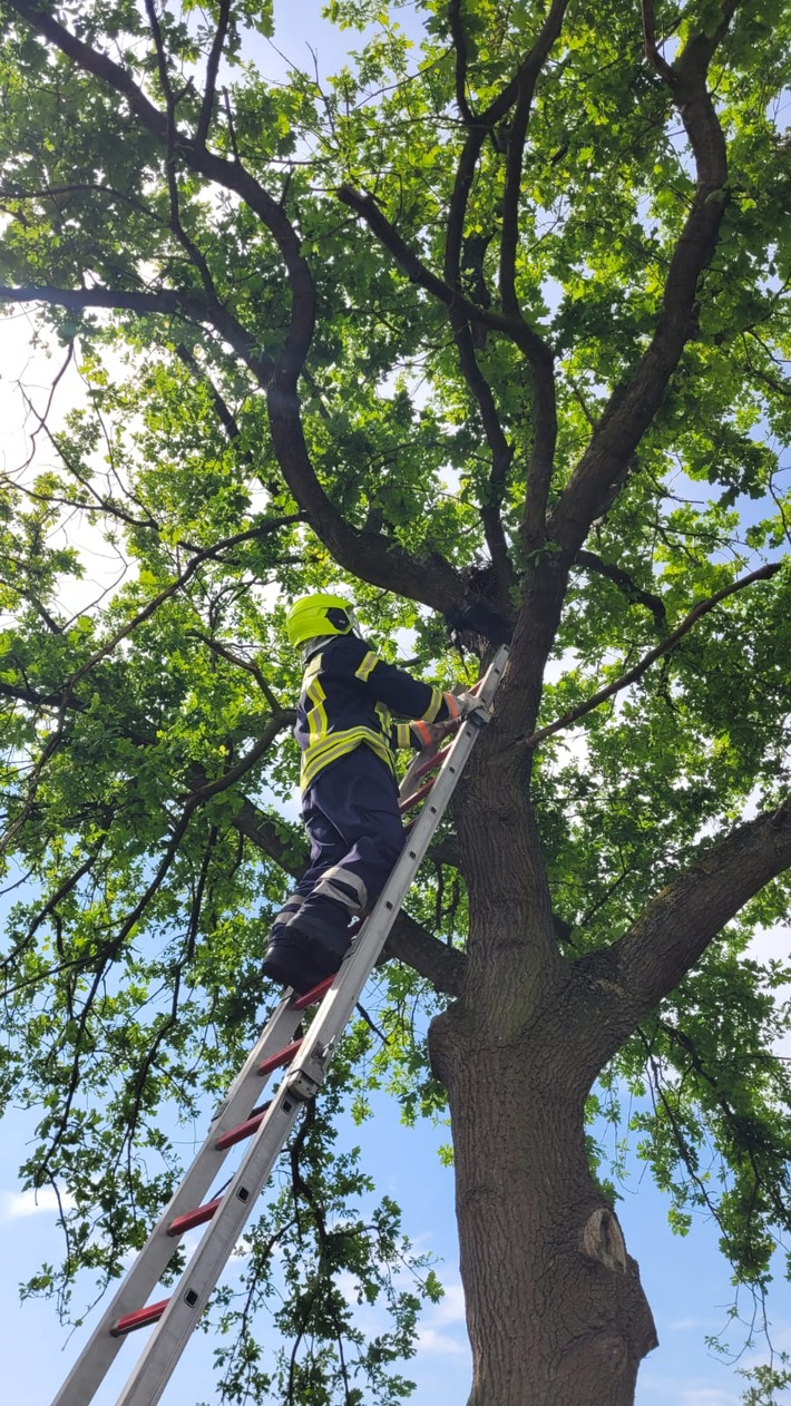 FW Flotwedel: Ortsfeuerwehr Offensen eilt Jungkrähe zur Hilfe