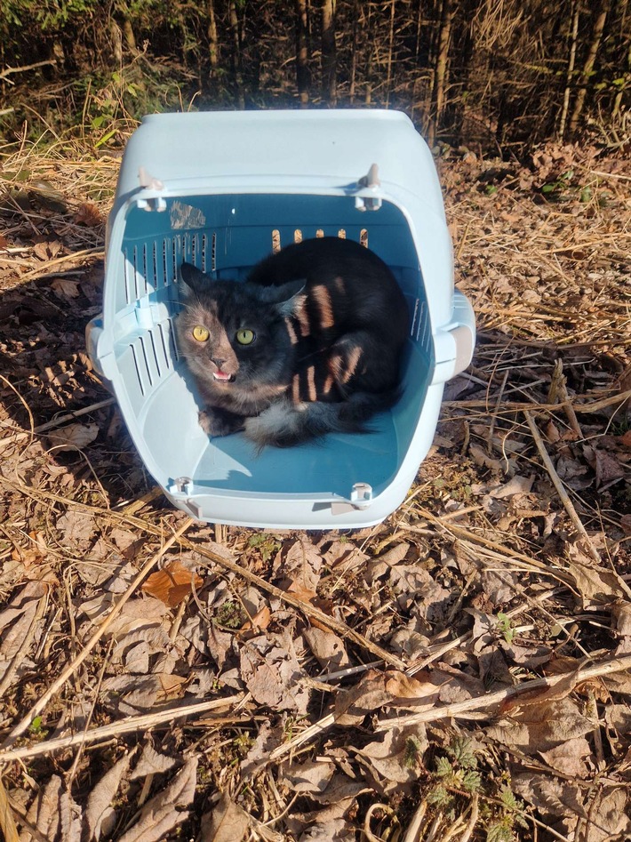 POL-OG: Forbach, L80b - Katze am Raumünzacher Wasserfall ausgesetzt