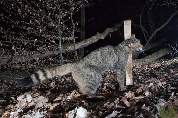 Den leisen Pfoten auf der Spur: BUND startet Wildkatzen-Monitoring / Im Winter beginnt für Wildkatzen die spannendste Zeit des Jahres - und für den BUND die Spurensuche