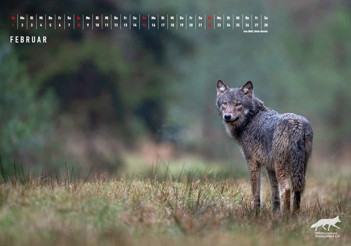 Interne Dokumente Wolf: Wie im Umweltministerium aus einem ungünstigen ein günstiger Erhaltungszustand Wolf gemacht wurde