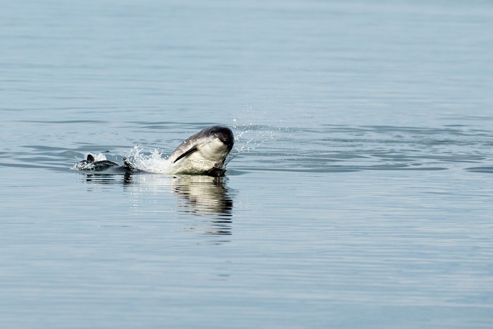 18. Mai | Internationaler Tag des Ostsee-Schweinswals: Schauspieler Doğuhan Kabadayı und Whale and Dolphin Conservation fordern effektiven Schutz für die letzten Schweinswale
