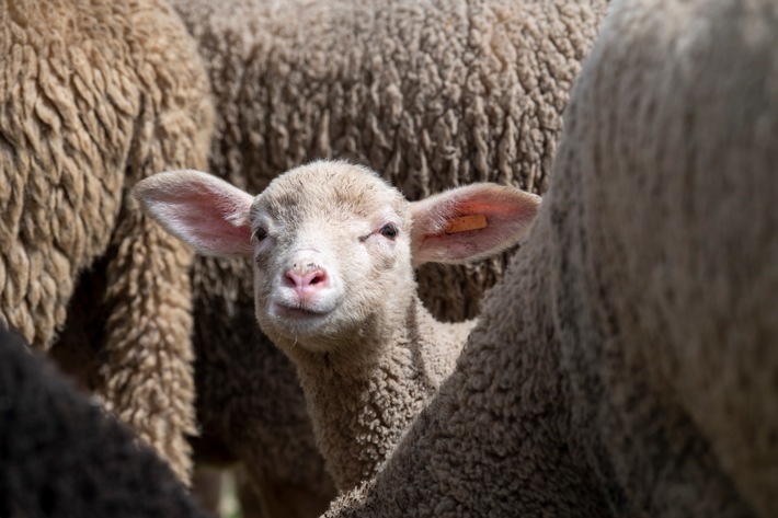 Mehr als 400 internationale Modemarken lehnen «Tierqual-Wolle» ab