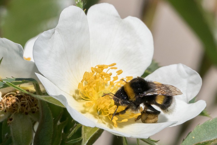 "Bienen-Zoff und dicke Brummer": ZDF-Magazin "Terra Xpress" über Wildbestäuber (FOTO)