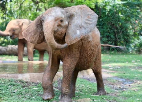 Wilderei in Simbabwe: Verletztes Elefantenkalb gerettet
