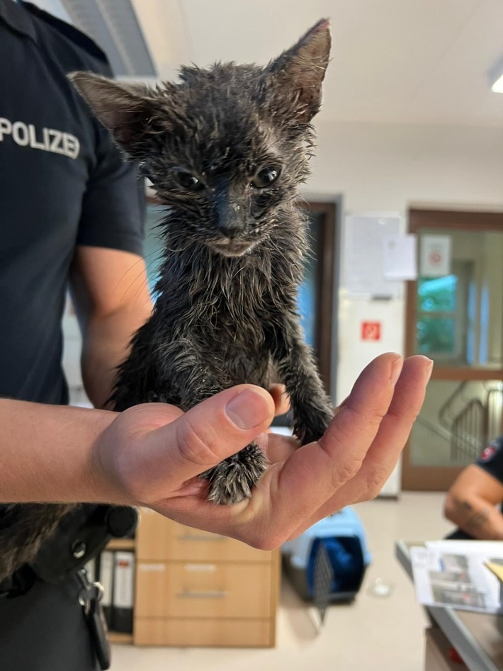 POL-OS: Glandorf: Mitten in der Nacht: Babykatze aus Altkleidercontainer gerettet!