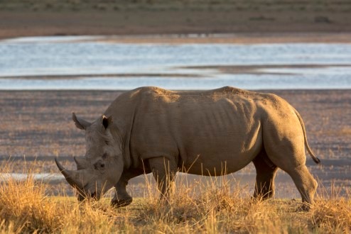 Wilderei bedroht weiter die Nashörner im Krüger Nationalpark