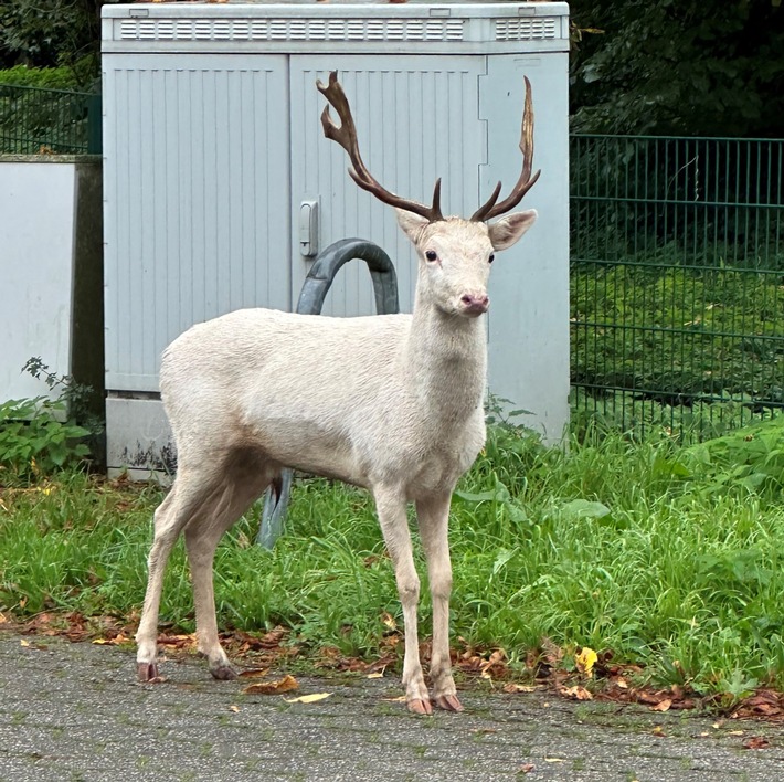 Moers - Weißer Hirsch auf Baumarktparkplatz