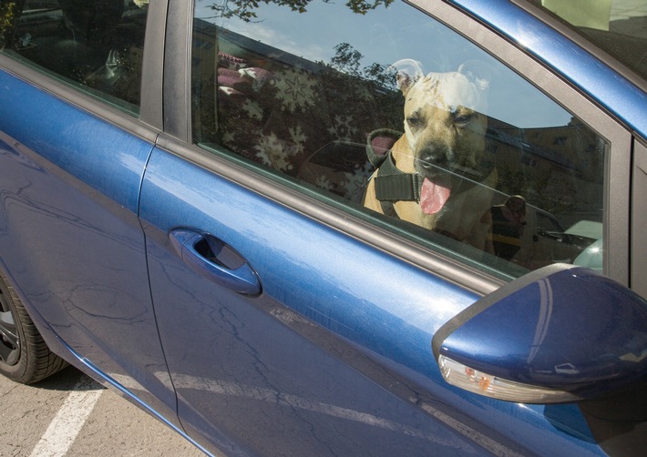 Lebensgefahr im Sommer: Hund niemals allein im Auto lassen