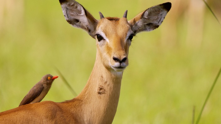 "Die Gesichter der Savanne": 3sat zeigt dreiteilige Naturdokumentation aus dem Luangwa-Tal