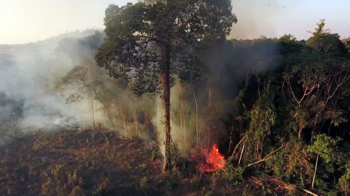 "wissen aktuell - Rettet die Wälder!": 3sat-Doku über Wege aus der ökologischen Misere