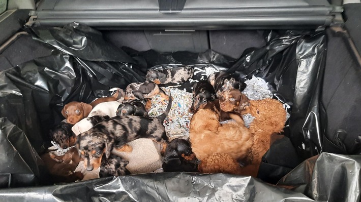 Bundespolizeidirektion München: 20 Hundewelpen im Kofferraum eingepfercht - Bundespolizei deckt illegalen Tiertransport auf der A6 auf