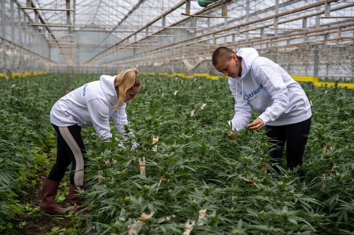 Astrasana geht weiteres Joint Venture zum Vertrieb von medizinischem Cannabis ein - diesmal in Tschechien