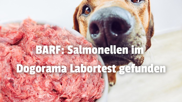 Salmonellen und E. coli in BARF durch den Dogorama-Produkttest nachgewiesen!