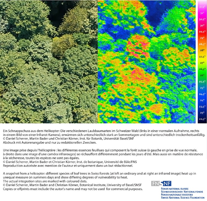 FNS : Image de la recherche mars 2011 : Comment les arbres feuillus autochtones réagissent-ils au réchauffement et à la sécheresse croissante de notre climat?