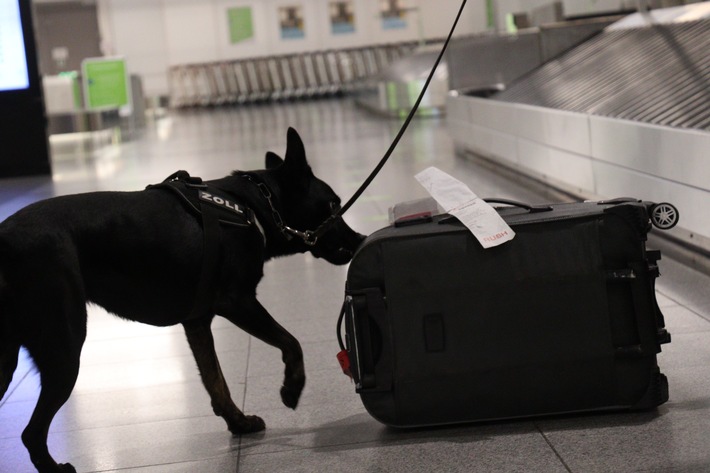 HZA-S: Zollhund im Einsatz - Marihuana von den Balearen geschmuggelt