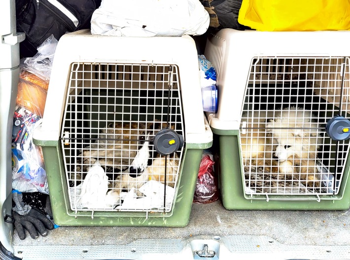 HZA-HB: Zoll verhindert Tierschmuggel / Hunde und Katzen dem Tierheim übergeben