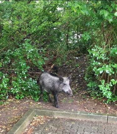POL-SN: Wildschwein in der Wismarschen Straße - Jäger musste Tier erlegen