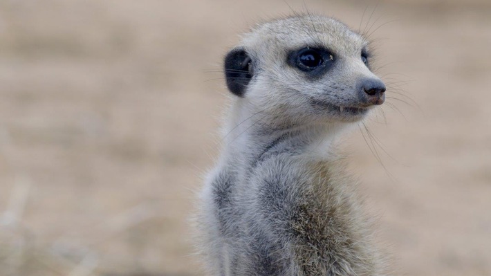 Love Nature kommt zu Sky: Hunderte Programmstunden von hochkarätigen Natur- und Wildlife-Dokumentationen bald auf Abruf