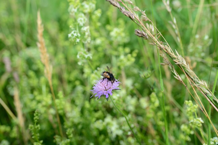 ++ BUND-Ökotipp: Herbstzeit ist Saatzeit – Mit Wildblumen den Garten zum bunten Insektenparadies machen ++