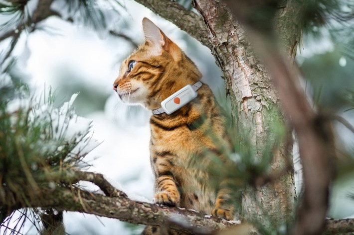 Europäische Studie widerlegt Mythos: Katzenhalsbänder retten Leben, statt sie zu gefährden