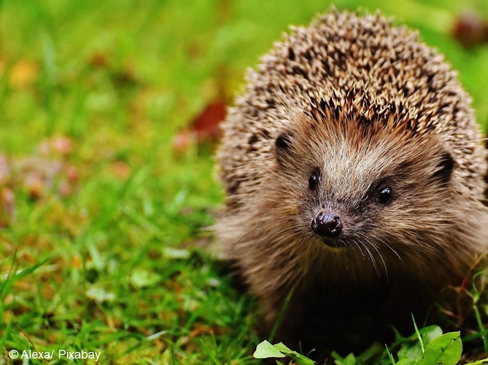 Wie steht es um den Igel in Hessen? Zentrum für Artenvielfalt ruft zu aktueller Meldeaktion auf