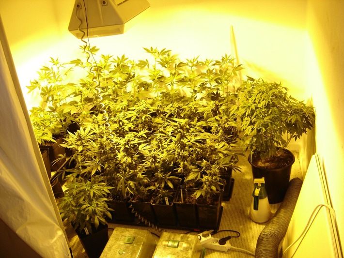 POL-SE: Tangstedt: Kriminalpolizei entdeckt weitere Cannabisplantage