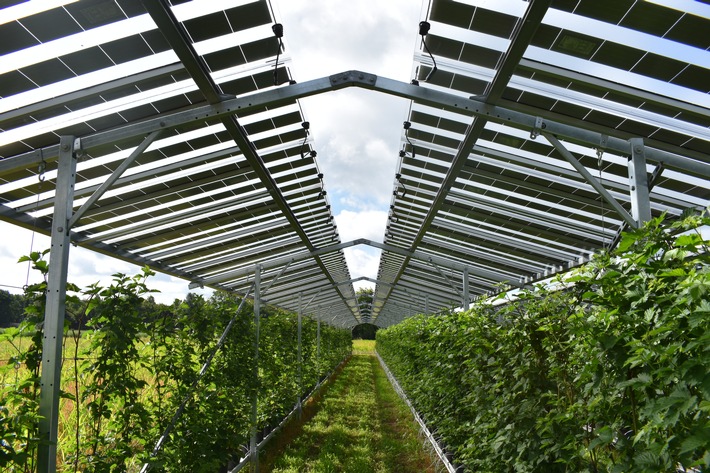 BayWa r.e. baut größtes "Fruitvoltaic"-Projekt in Europa