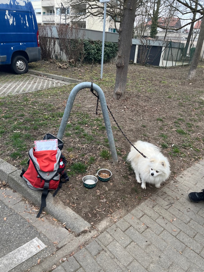 POL-KN: (Konstanz) Hund "zu verschenken" in der Schulthaißstraße ausgesetzt - Polizei sucht Zeugen (11.03.2025)