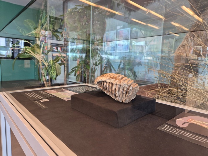 Sensationsfund aus Baden: Naturama zeigt Mammutzahn