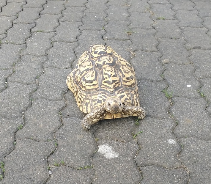 POL-OE: Schildkröte auf Abwegen