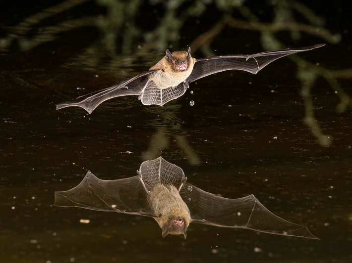 Internationale Nacht der Fledermäuse im und ums Naturama