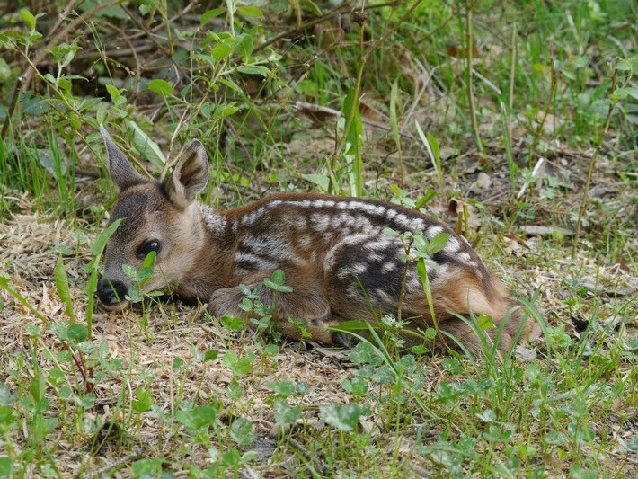 DBU: In der Brut- und Setzzeit Rücksicht auf Wildtiere nehmen