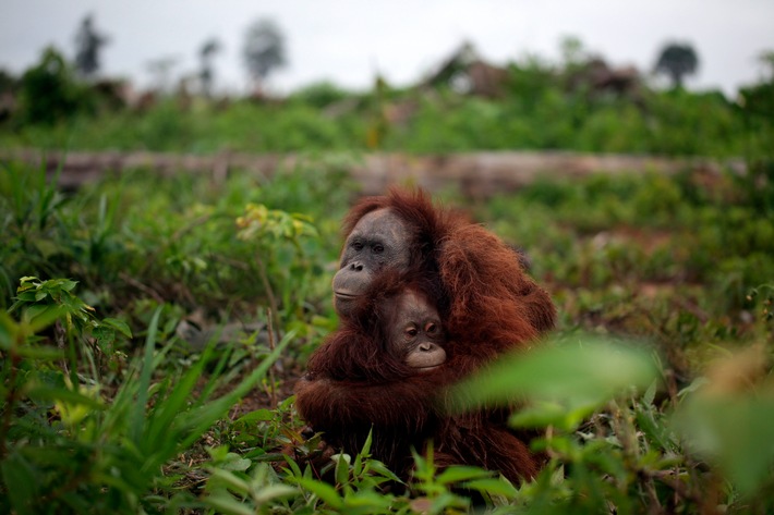 VIER PFOTEN rettet Orang-Utans in Borneo vor Kopfgeldjägern / Tierschützer bringen Mutter und Tochter im Regenwald in Sicherheit (mit Bild)