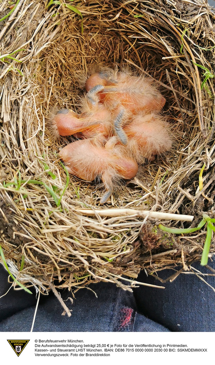 FW-M: Amselbabys allein im Nest (Blumenau)