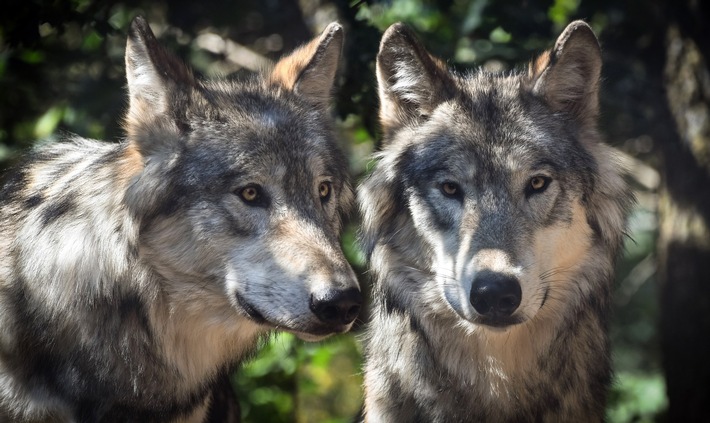 Pressemitteilung: FREIE WÄHLER Niedersachsen begrüßen EU-Kursänderung beim Wolfsschutz – Weitere Schritte erforderlich